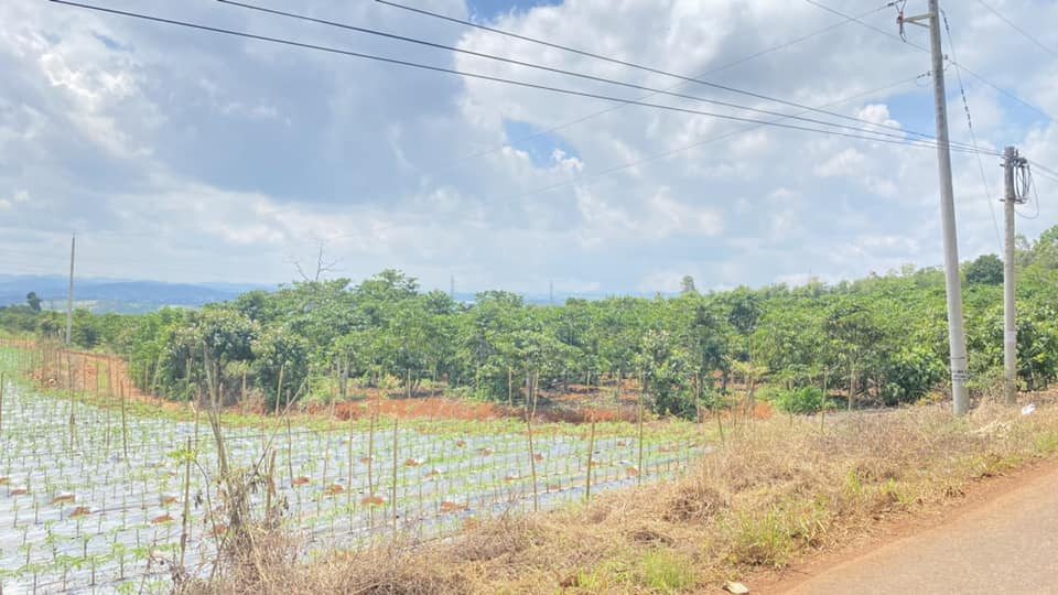 Bán Đất 8000m2 giá 12.5 tỷ tại Nhánh Xã Ninh Gia Huyện Đức Trọng Lâm Đồng