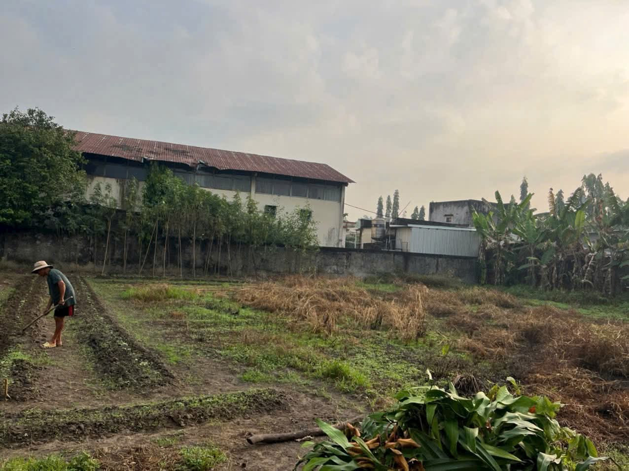 Bán đất mặt tiền nhựa sát Bến Than gần Chợ sáng xã Tân Thạnh Đông Củ Chi TPHCM, DT: 1070m2.