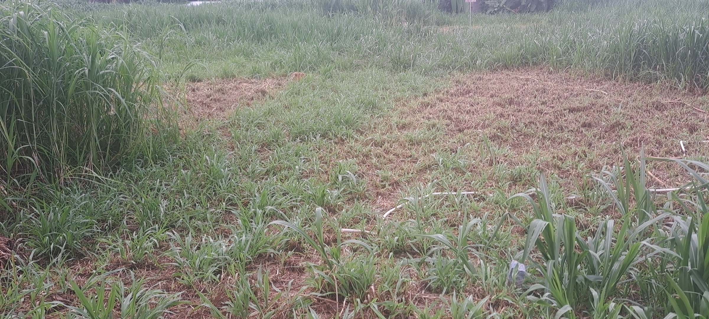 Bán đất 110m² full thổ cư ngang 22m giá 250 triệu tại Đường Bờ Kè Xã Tân Long Hội