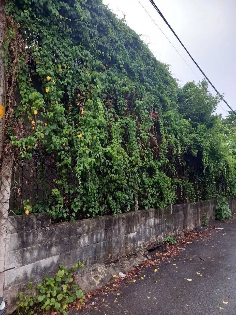 Bán đất thổ cư mặt tiền nhựa xã Phước Vĩnh An Củ Chi TPHCM, DT: 9x29m.