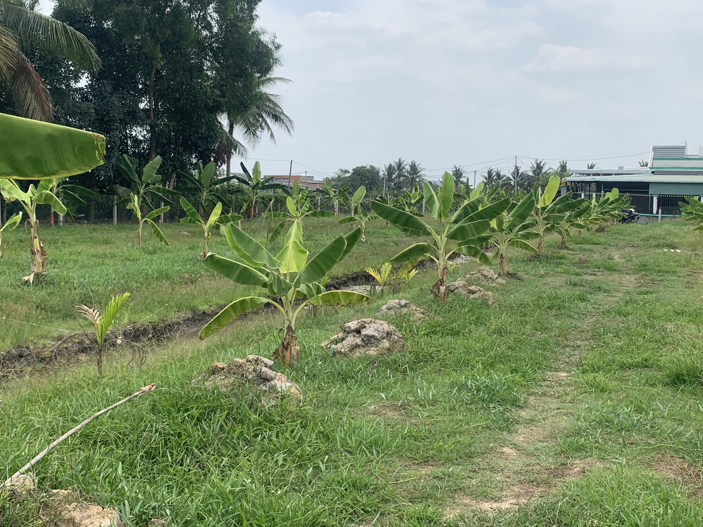 Bán đất vườn bến lức long an