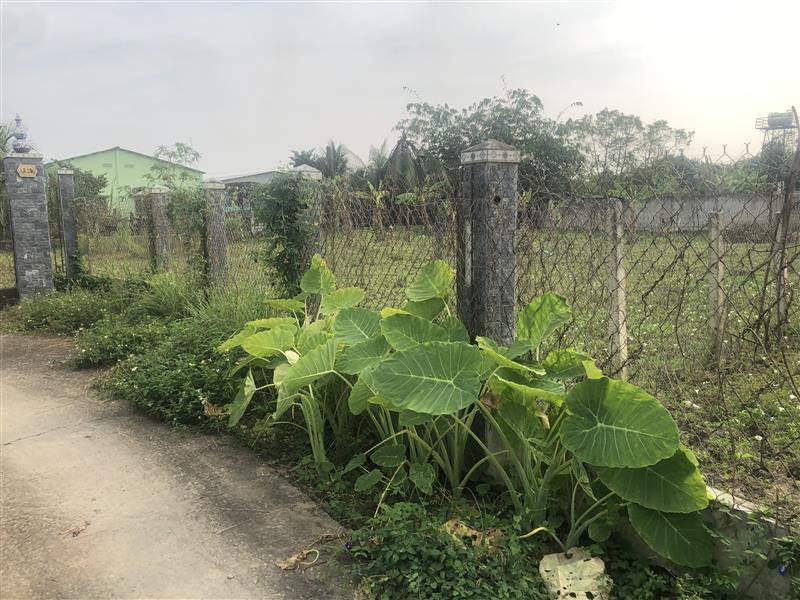 Bán ĐẤT tại An Vĩnh Ngãi, Tân An, Long An