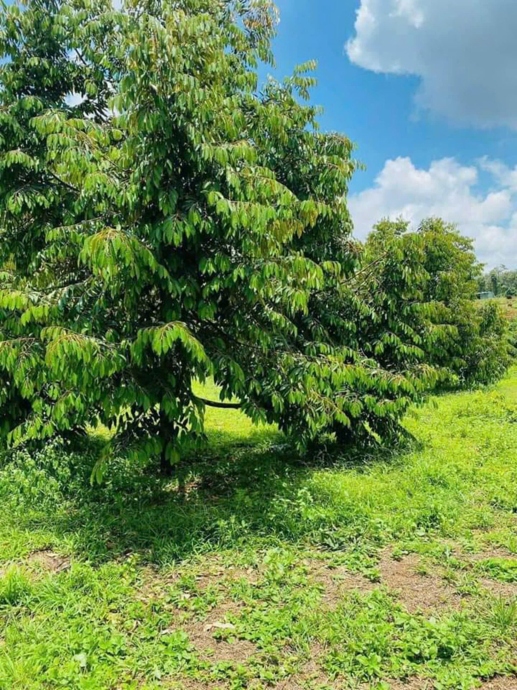 Đất vườn sầu riêng 5 năm đang thu hoạch giá 1ty5 /4500m2 thổ cư 400m sổ sẳn lh hệ tôi đi xem