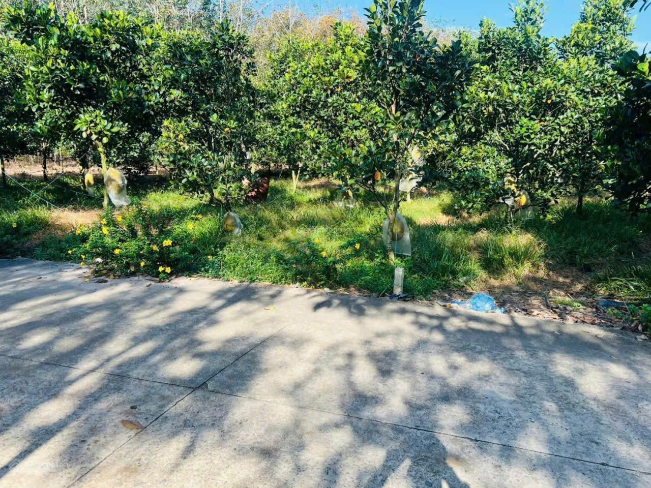 Đất vườn mít đang thu hoạch Xả Phước Thành HỒ Chí Minh giá 490tr bao sổ