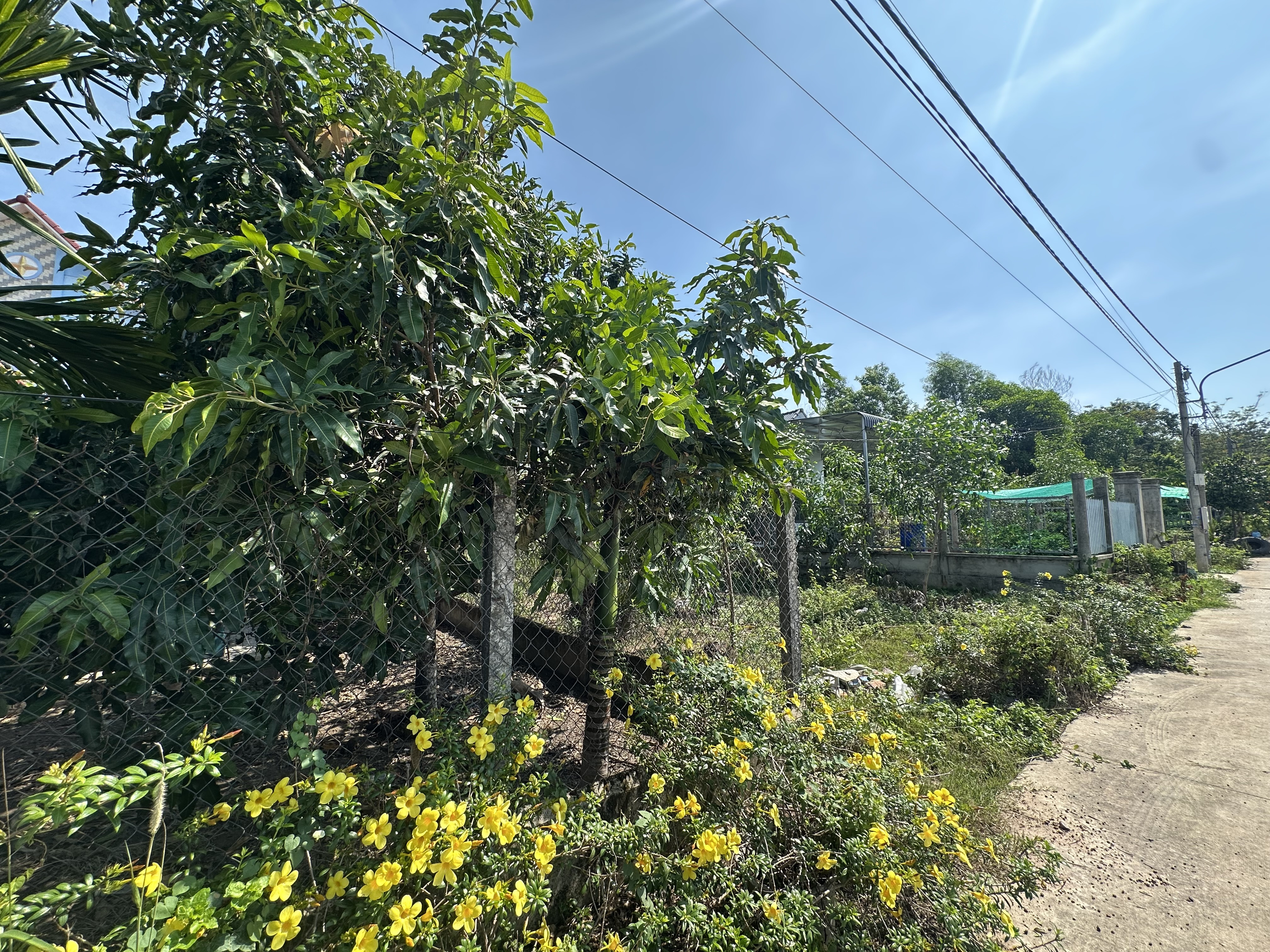 ĐẤT PHÚ GIÁO BÌNH DƯƠNG SIÊU KHỦNG 🥰