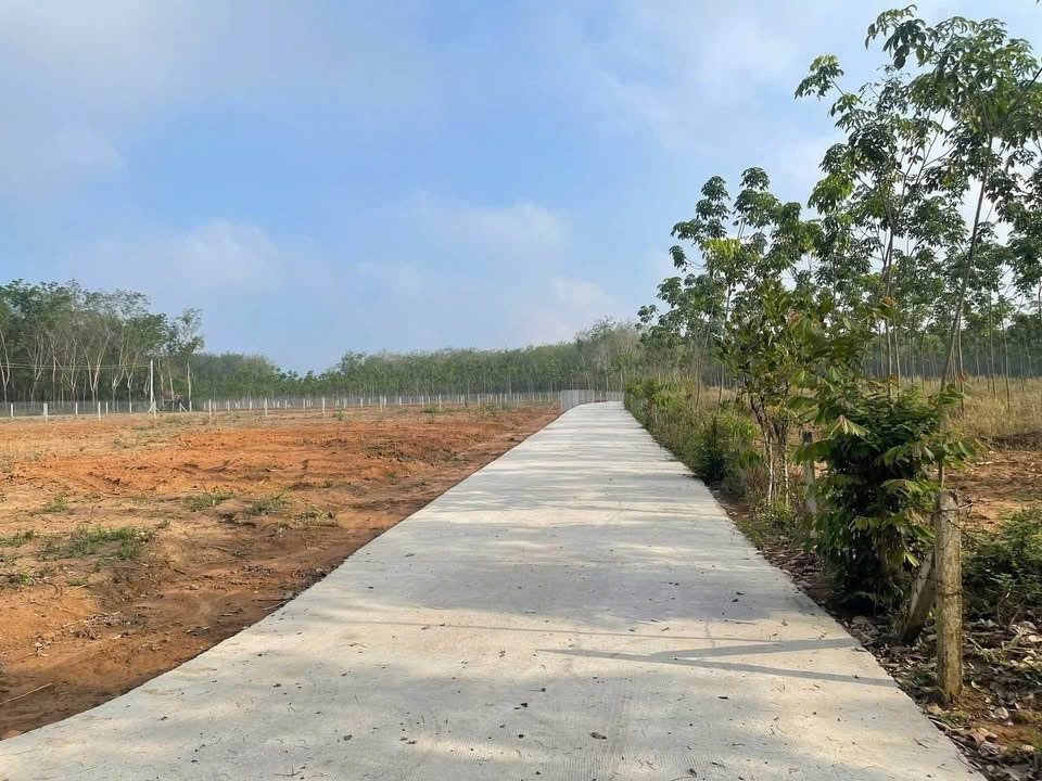 ĐẤT SÀO PHÚ GIÁO – SAU LƯNG GIÁP SUỐI MÁT QUANH NĂM HƠN 4 SÀO GIÁ 890TR