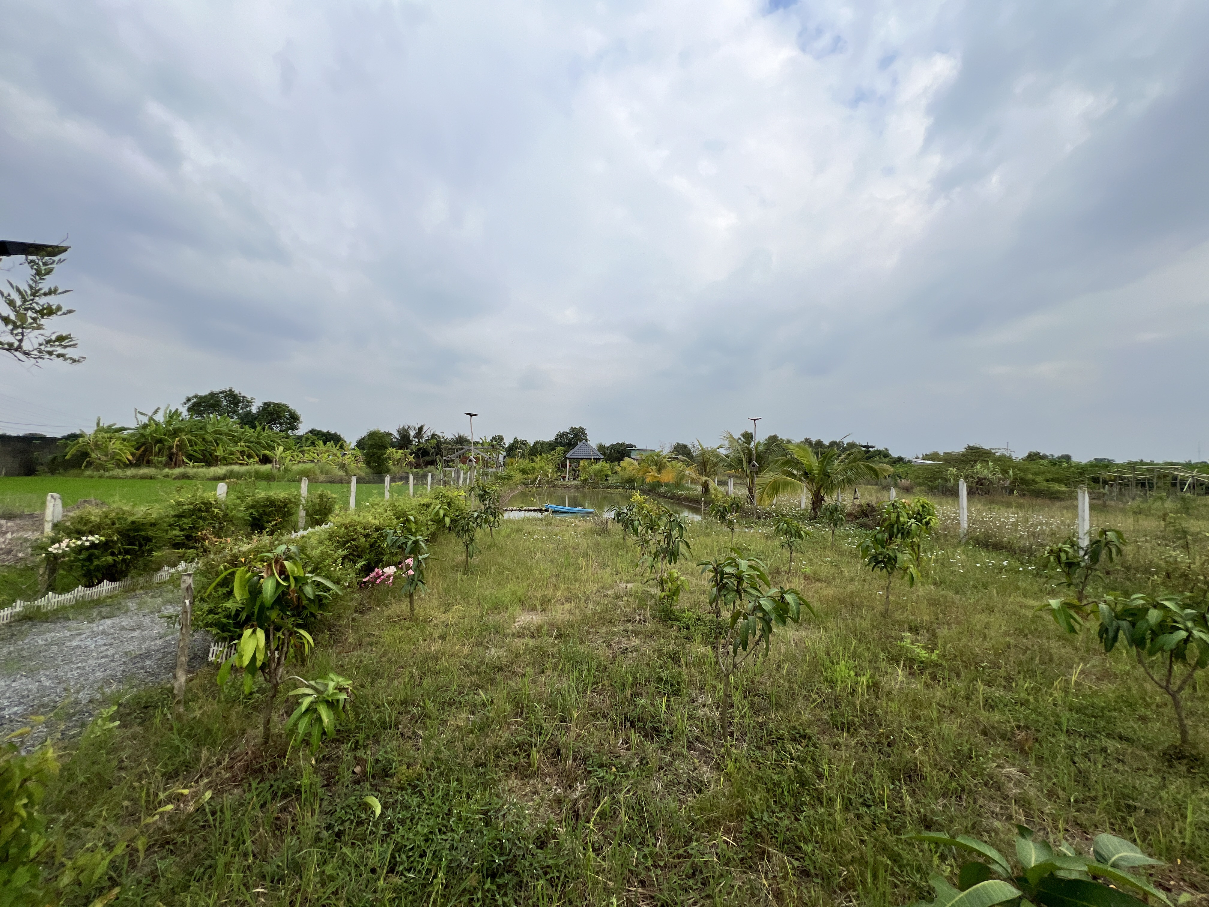 Bán gấp AO CÁ - NHÀ VƯỜN 1300m² ngang 18m giá 11 tỷ Xã Bình Chánh