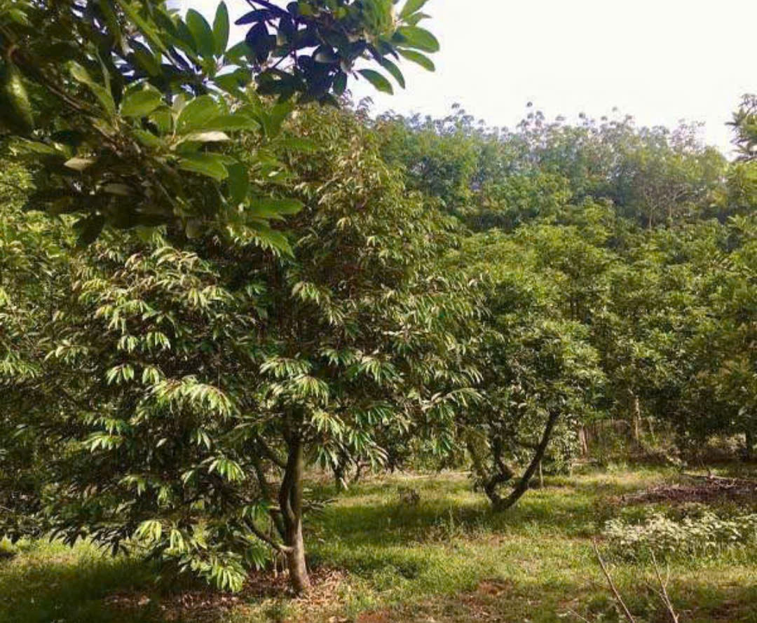 BÁN ĐẤT VƯỜN SẦU RIÊNG 1 SÀO 2 (1200m²) GIÁ 230 TRIỆU, SỔ HỒNG RIÊNG