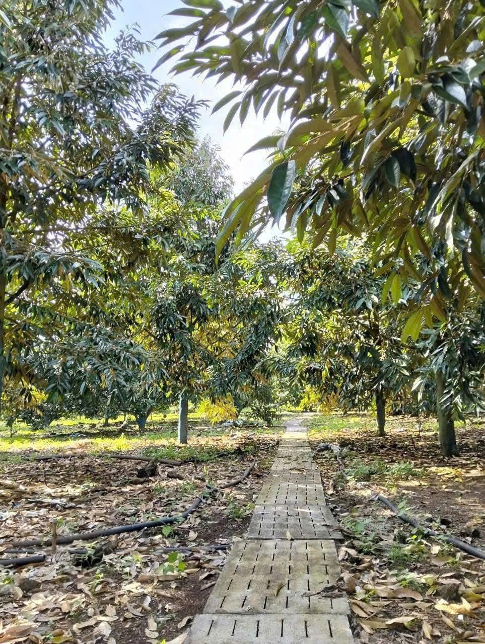 BÁN ĐẤT VƯỜN SẦU RIÊNG 1 SÀO (1034m2)GIÁ 360 TRIỆU, SỔ HỒNG RIÊNG