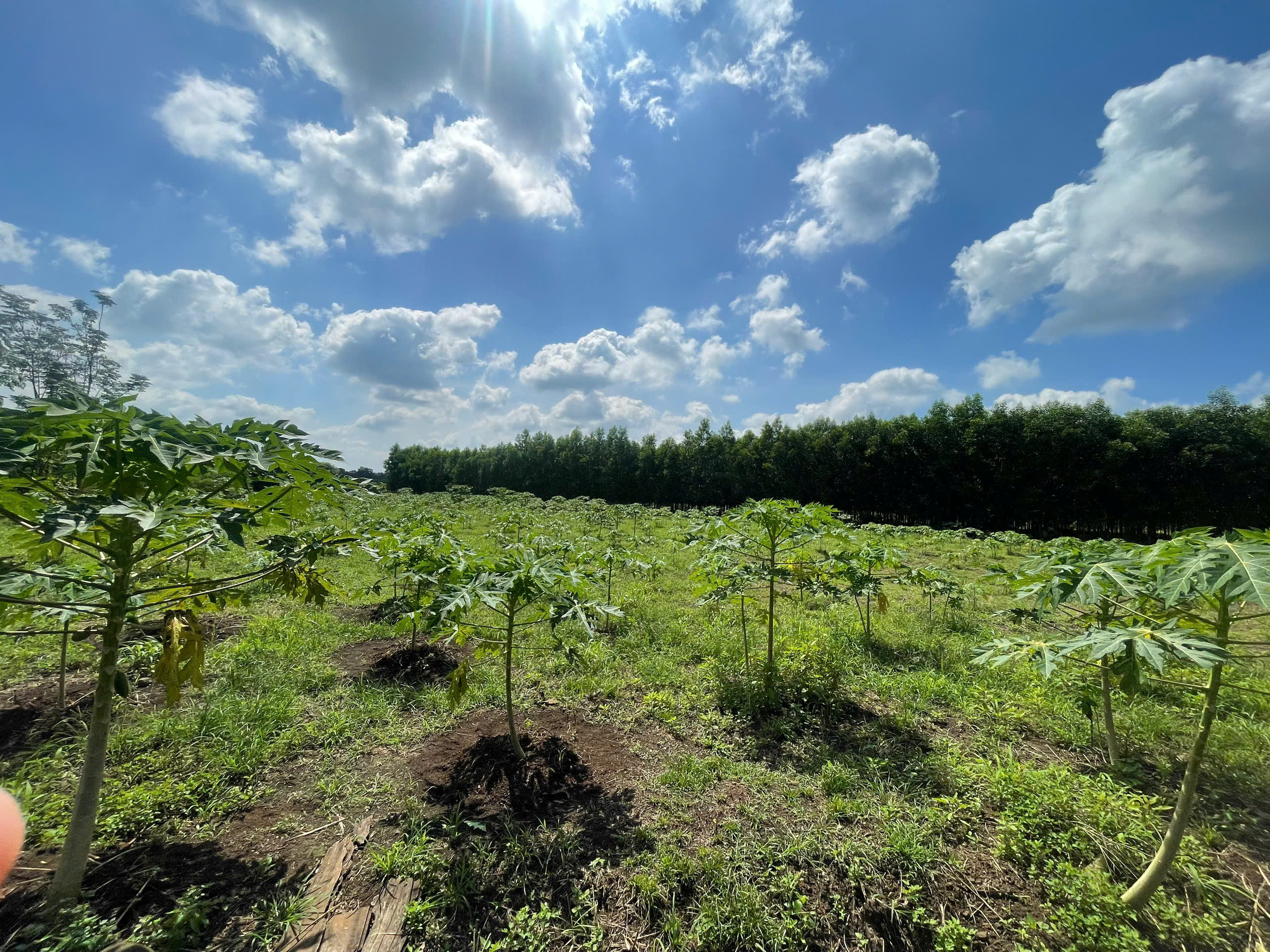 Bán Đất chính chủ 12500m2, ngay Lò Mì Ông Long đi vào, thuộc Đức Hạnh, Đức Linh cũ.