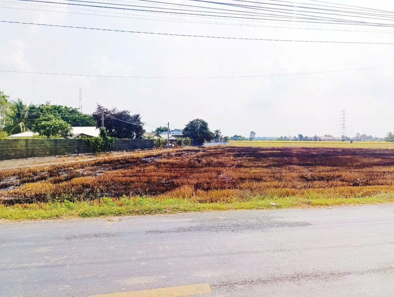 Bán đất lúa mặt tiền ĐT 833C xã Quê Mỹ Thanh, Tân Trụ dt 1000m2 giá chốt 2,59 tỷ