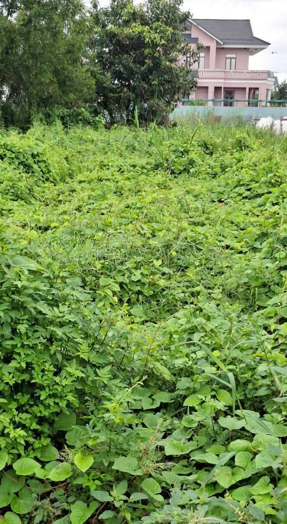 Bán đất thổ cư mặt tiền nhựa 1/Giồng Cát xã Tân Phú Trung Củ Chi TPHCM, DT: 5x31m.