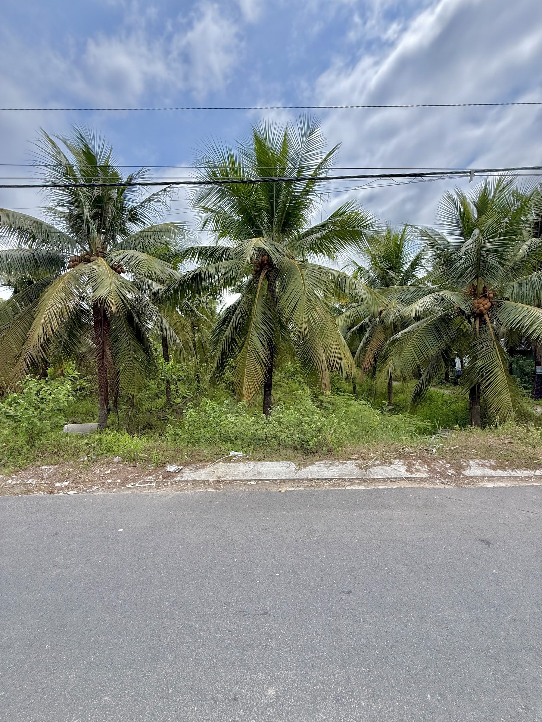 🌳 ĐẤT MẶT TIỀN NHỰA 12M – HƠN 200M²/NỀN 🏡