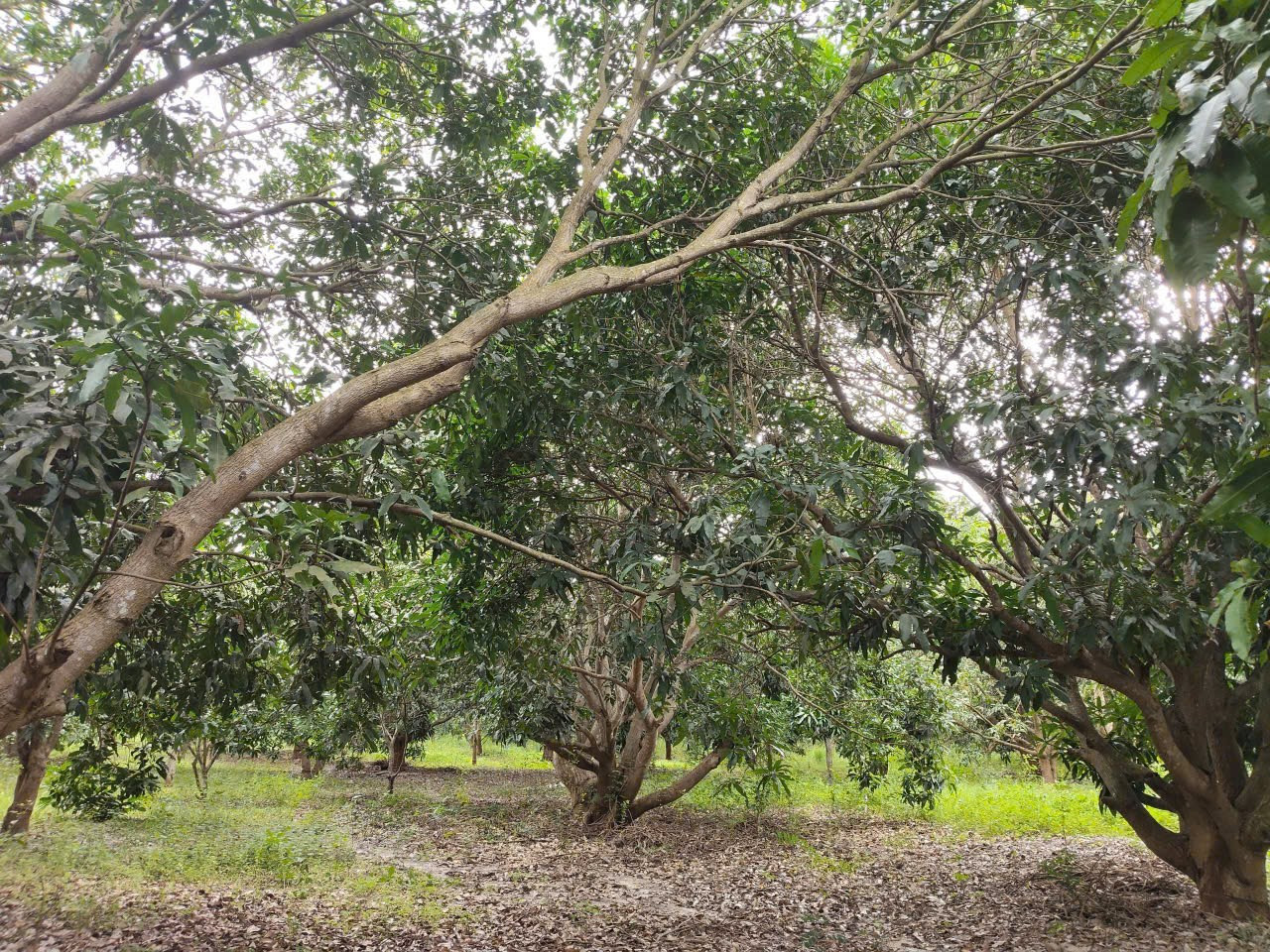 Bán đất 8.400m thị trấn cam đức. Cam lâm . Khánh hòa