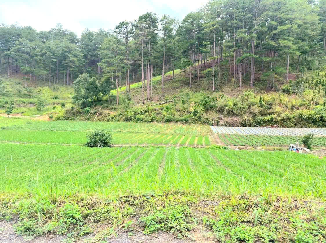 Bán đất biệt thự view đẹp rừng thông gần chân đèo Pren, đi trung tâm Đà Lạt 15p