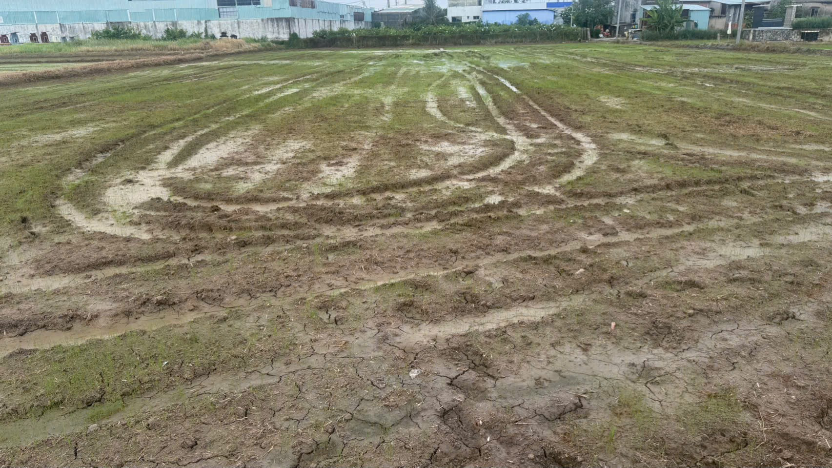 Đất lúa chuyển thổ cư toàn bộ 43m x 56m Tân bửu bến lức kế bên vành dai3 , nút giao cao tốc bến lức long thành