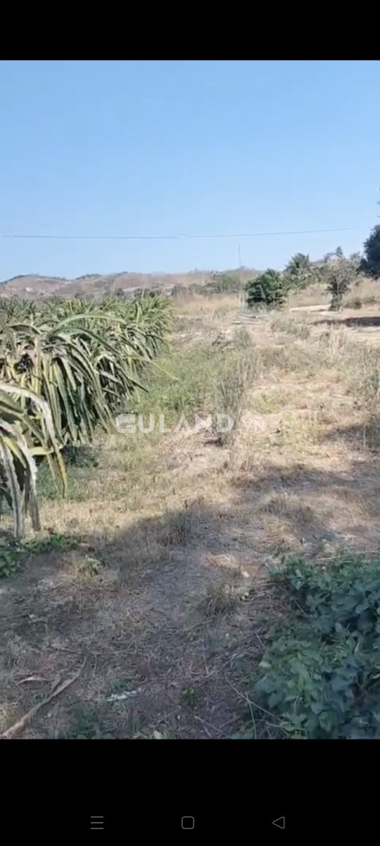 Bán 2,34ha đất nông nghiệp có mặt tiền đường bê tông và thành long đang thu hoạch