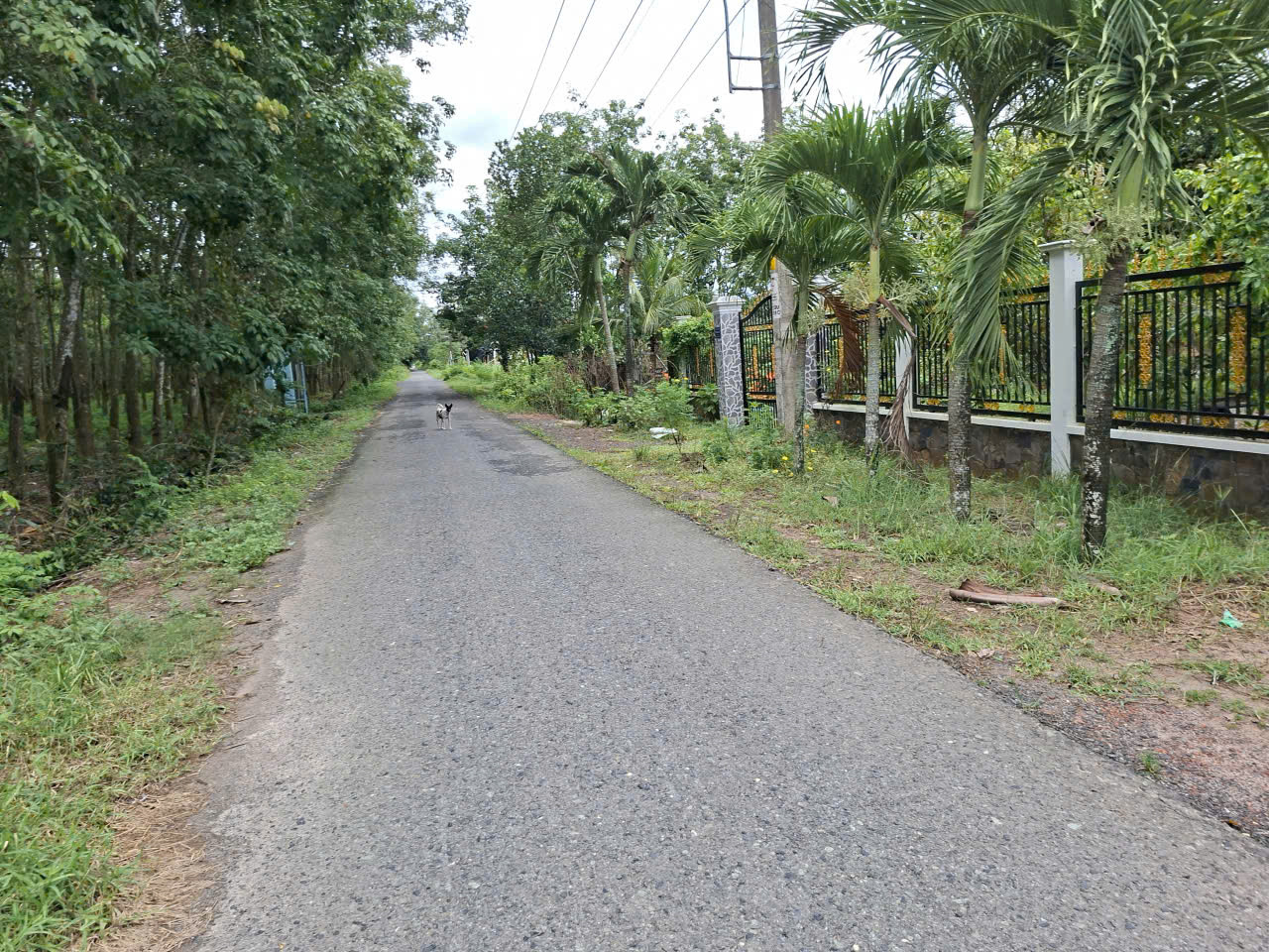 Cần sang nhượng gấp đất hẻm ô tô tải quay đầu đường Phú Thuận, Xã An Ninh Tây ( Trước là Xã Phú Mỹ Hưng , Huyện Củ Chi), TP.HCM