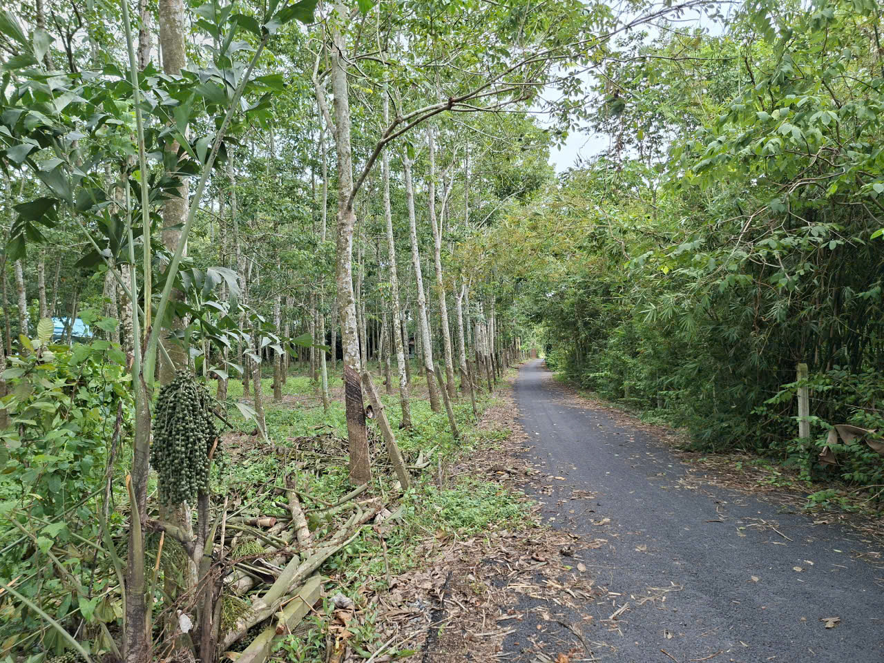 Cần sang nhượng gấp đất hẻm ô tô tải quay đầu đường Phú Thuận, Xã An Ninh Tây ( Trước là Xã Phú Mỹ Hưng , Huyện Củ Chi), TP.HCM