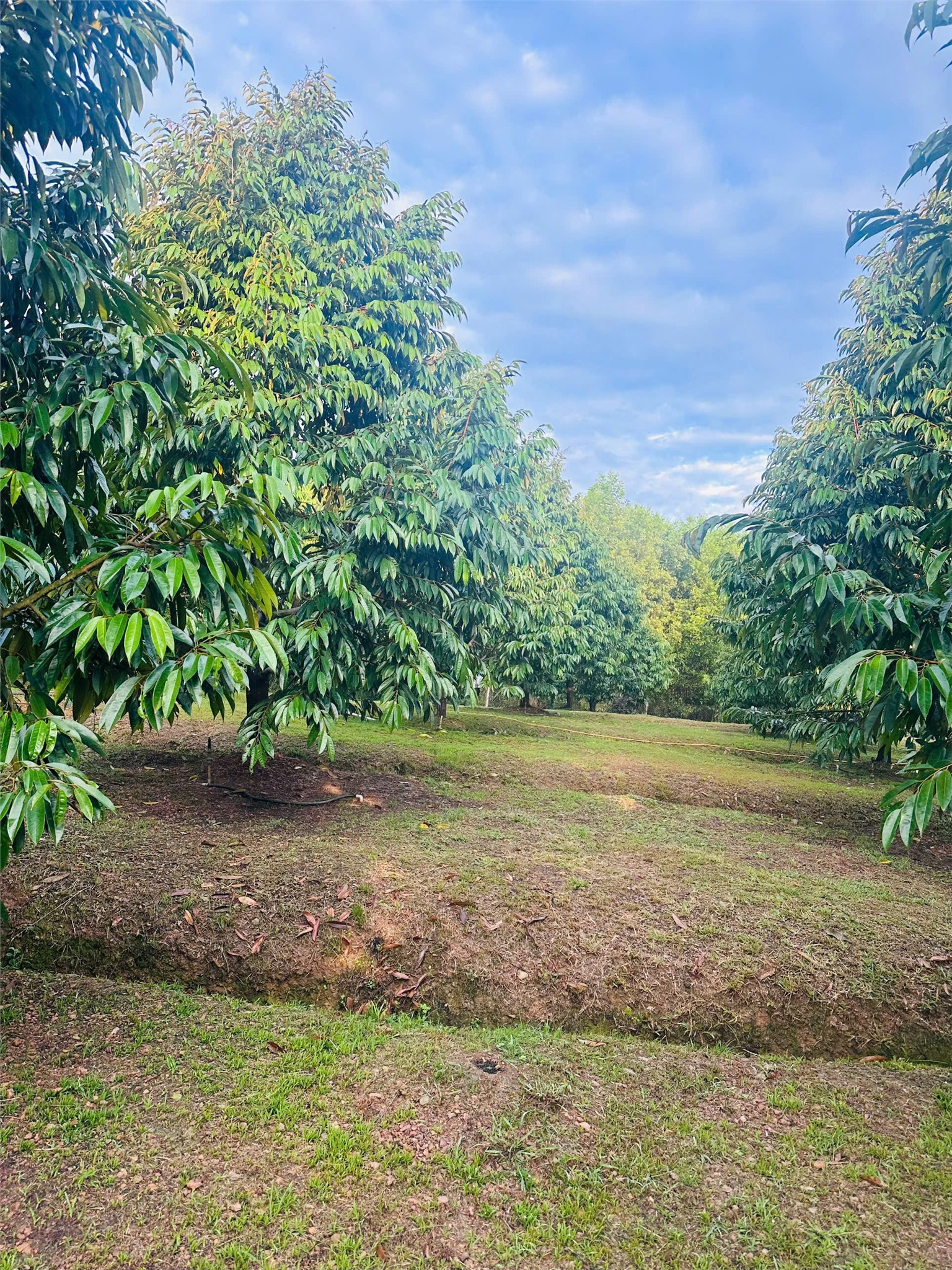 ĐẤT ĐẸP – GIÁ ĐẦU TƯ - CHÍNH CHỦ CẦN BÁN LÔ ĐẤT  Đường Quốc lộ 14, Đồng Tiến, Đồng Phú, Bình Phước