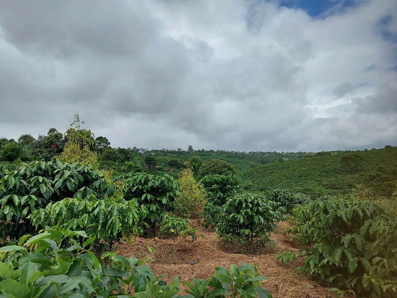 ĐẤT ĐẸP - GIÁ TỐT - Cần Bán Nhanh Lô Đất Nông Nghiệp Ngay Quốc Lộ 20 Tại Di Linh, Lâm Đồng