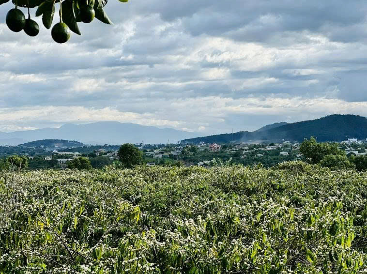 3163m² đất vườn view đồi, sổ sẵn có thổ cư 80m2 tiện ích xung quanh