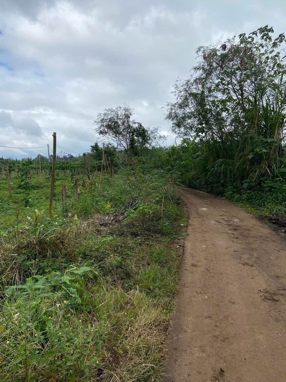 1000mv /300 Triệu  CÁCH ql 29 (1,5km)