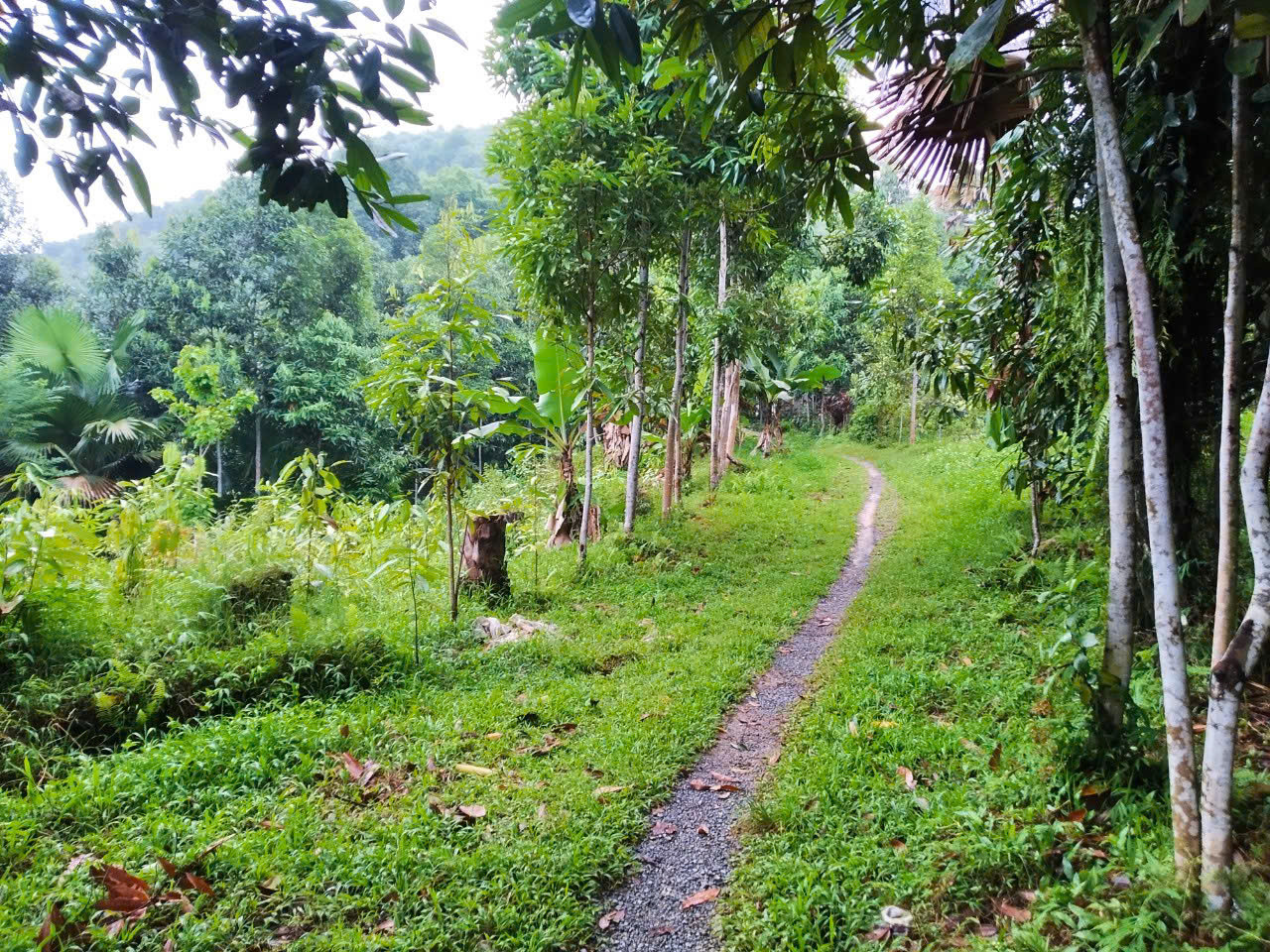 7000m đất  gần ngay Tuyệt Tình Cốc rất Phù hợp làm nghỉ dưỡng Yên Lập Phú Thọ cần bán giá rẻ