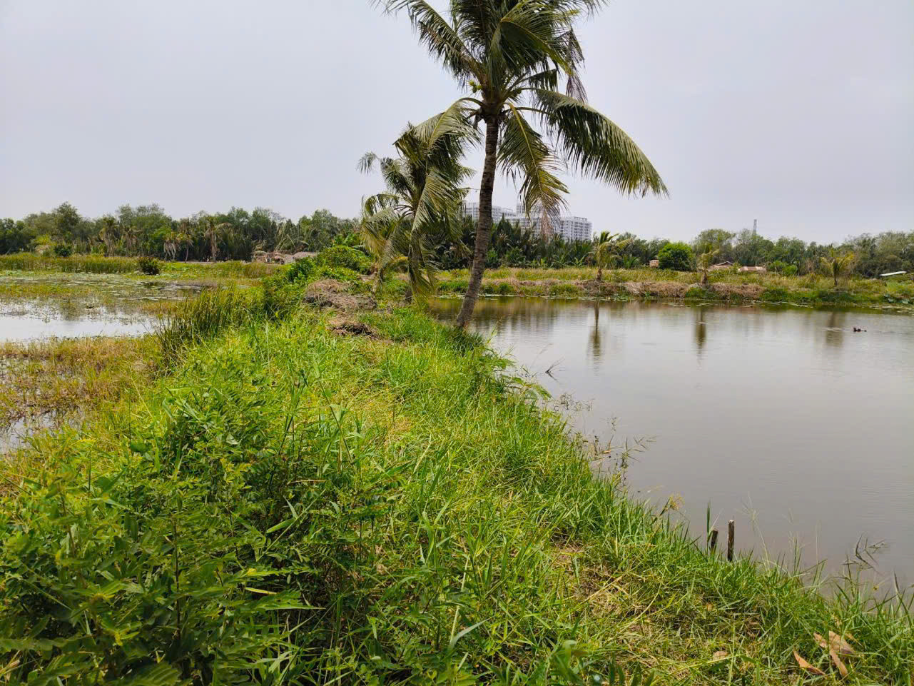 Bán đất 5.358m² Đường Tam Đa, Phường Long Trường, Quận 9, chỉ 4 triệu đồng/m², tổng giá bán 21,5 tỷ