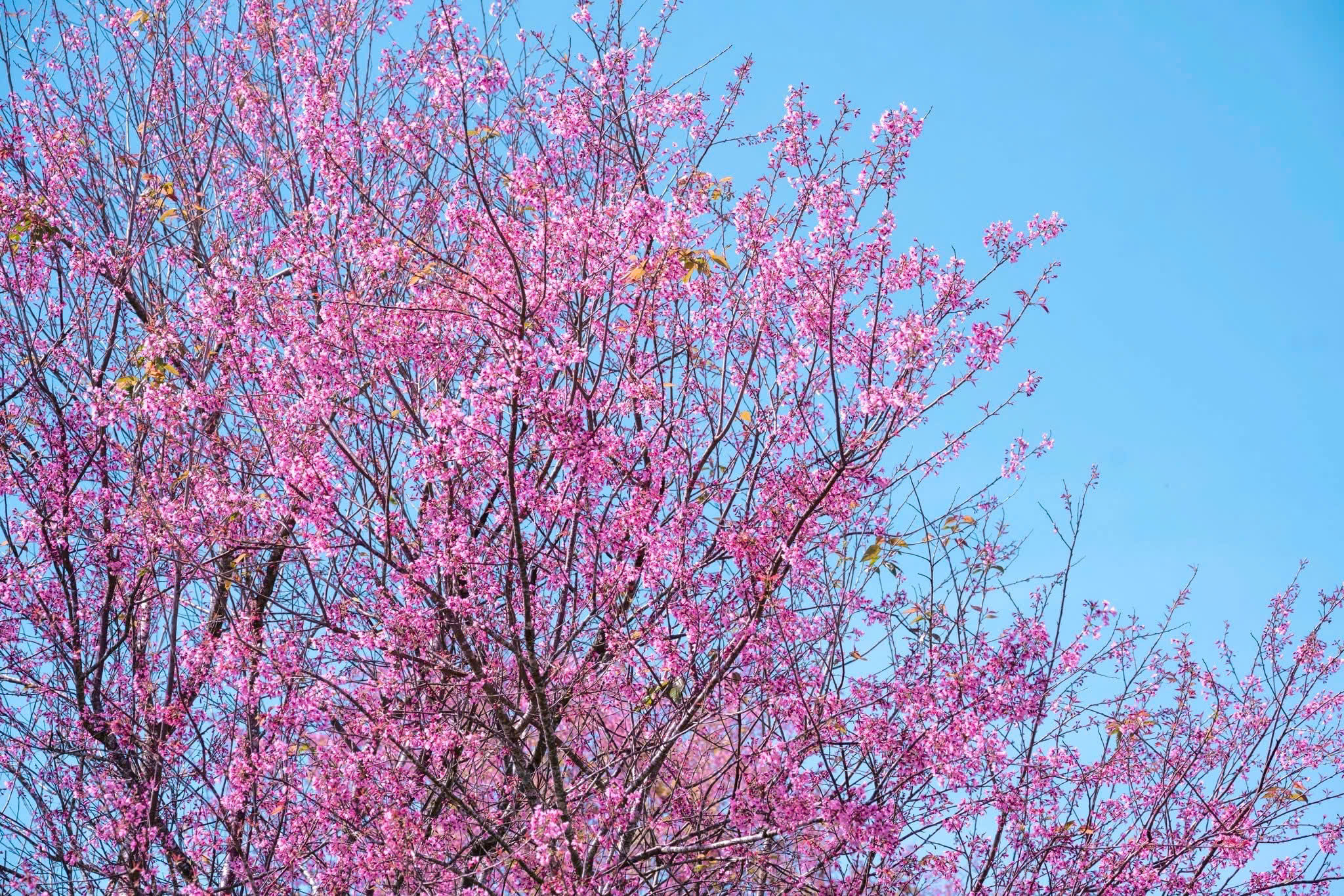 🌸 ĐÀ LẠT MÙA HOA ANH ĐÀO – SỞ HỮU LÔ ĐẤT ĐẸP AN CƯ 🌸