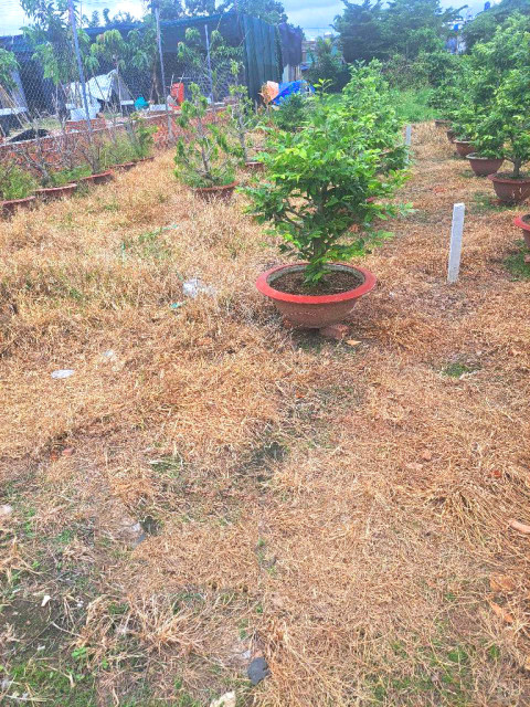 🔥 Giảm 200tr! Đất 182m², Đ.5m – Tân Thới Hiệp 21 Q12
