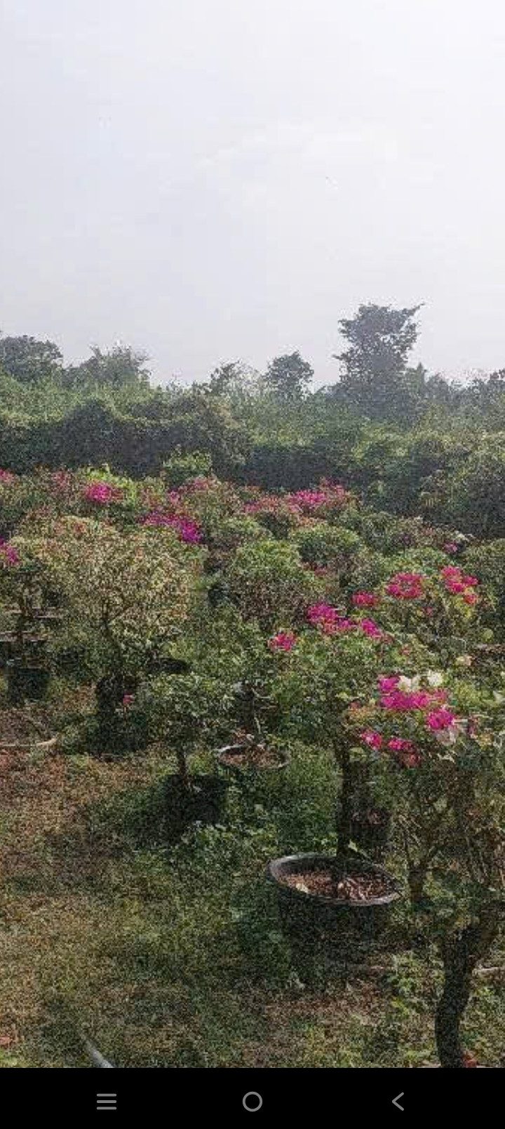 ĐẤT ĐẸP THẠNH LỘC – GIÁP GÒ VẤP – NGANG KHỦNG 8.9M