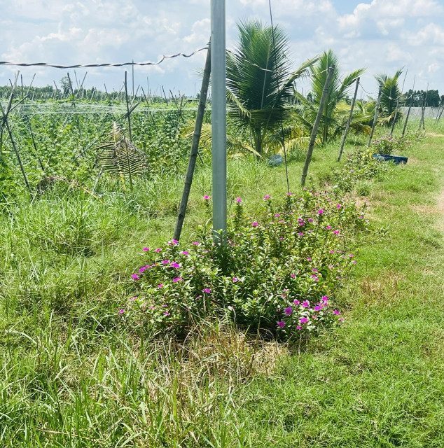 Chỉ 380tr sang tên sổ 1000m2 (Có 120m2 thổ cư), mặt đường bê tông ô tô tránh nhau