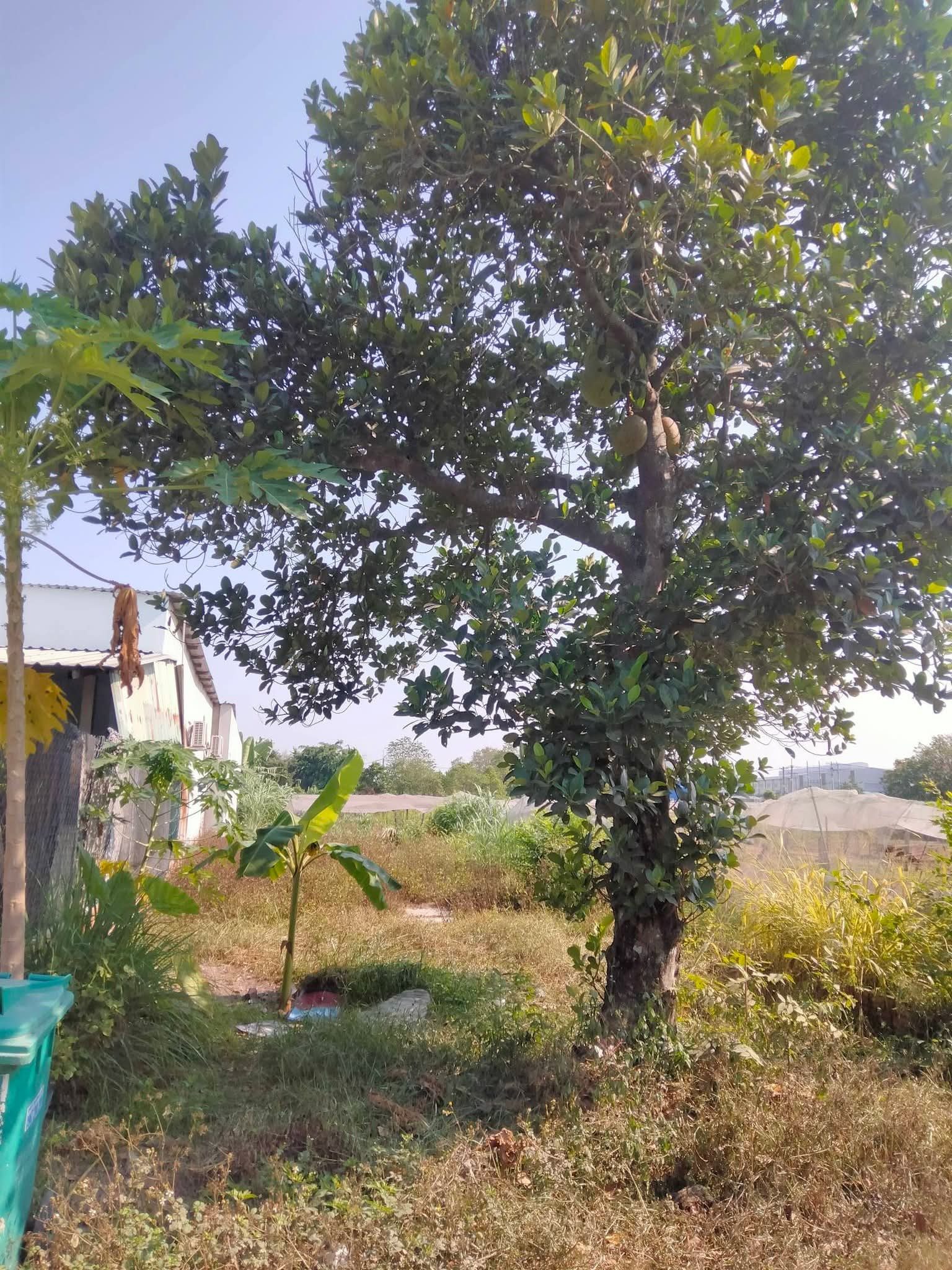 Bán đất thổ cư mặt tiền đường xe tải 1/ngắn Huỳnh Minh Mương xã Tân Thạnh Đông Củ Chi TPHCM, DT: 6x26m.