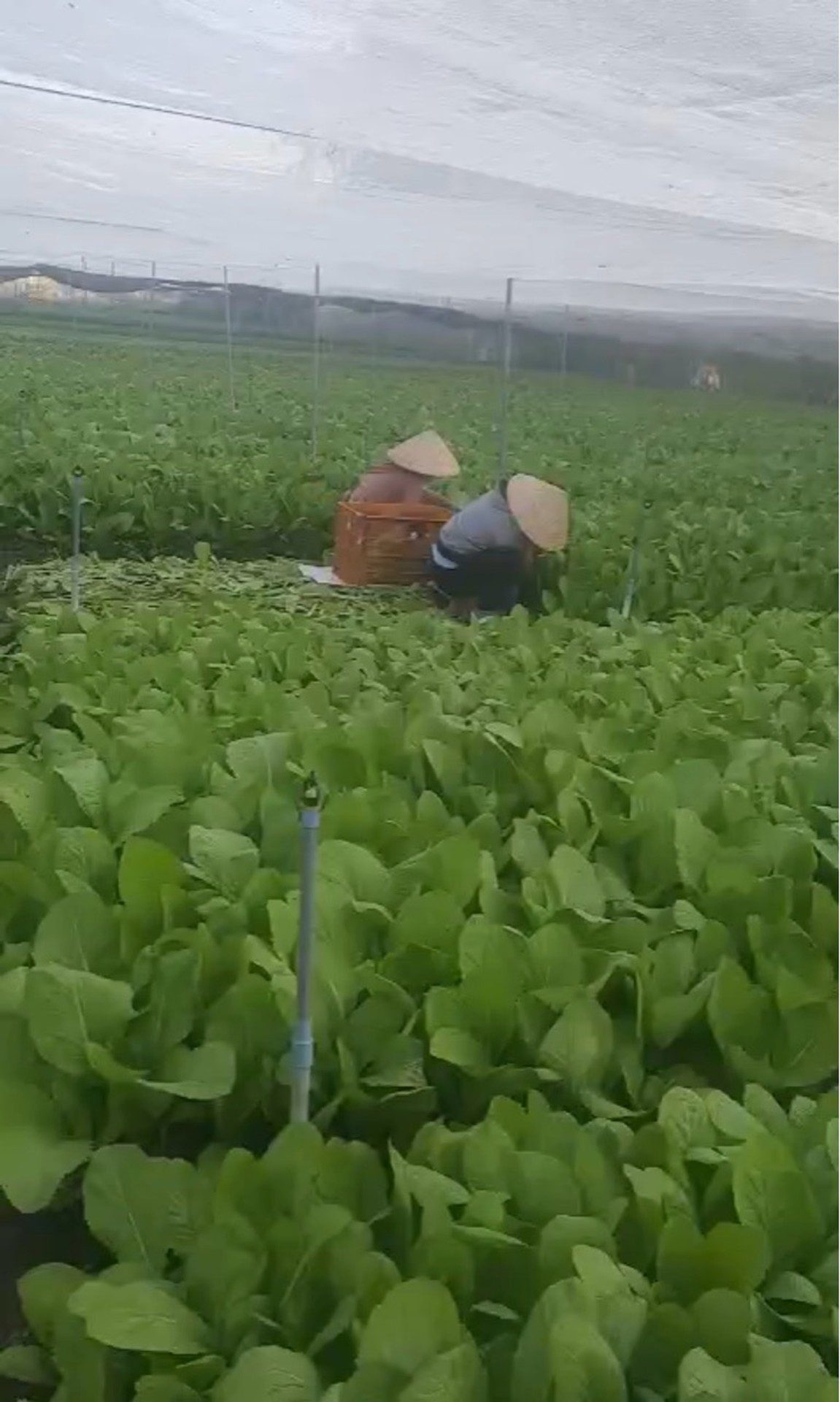 Bán farm trồng rau xanh, 8300m2. Có nhà cấp 4 150m2. Đường an nhơn tây, củ chi giá 16,5 ty