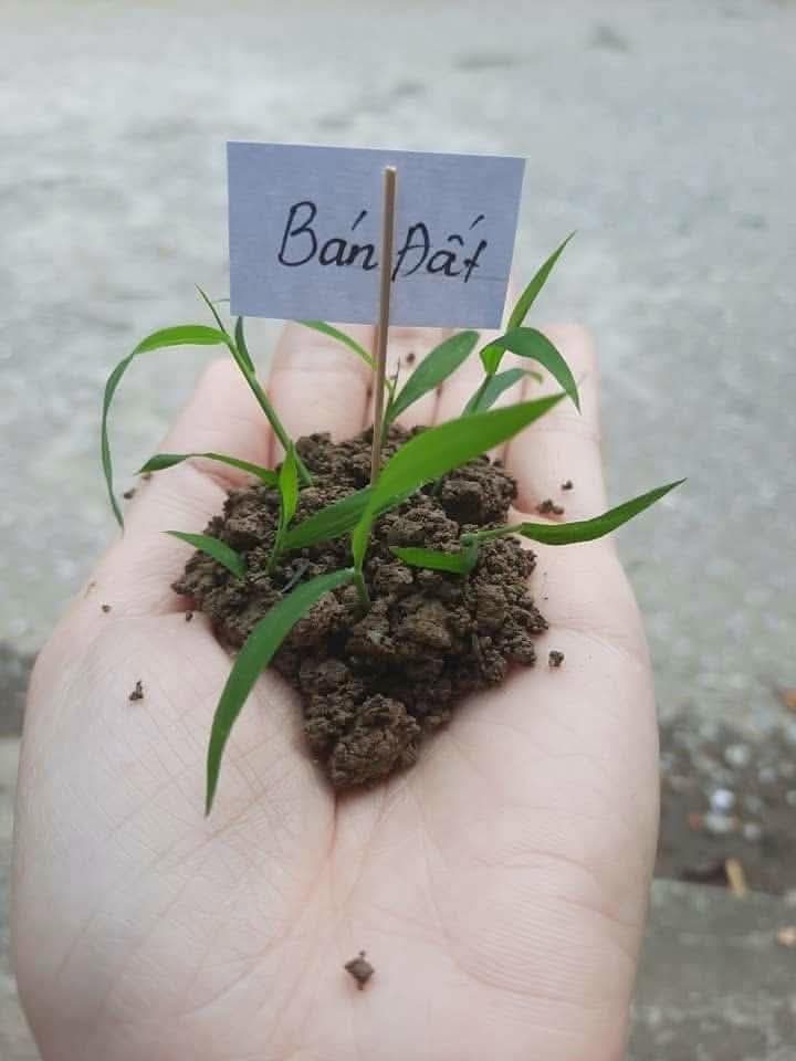 Bán gấp lô đất ở Bàu Bàng cho chủ. Mặt tiền đường nhựa, xung quanh dân cư đông,  Chỉ cần 490tr là sở hữu!