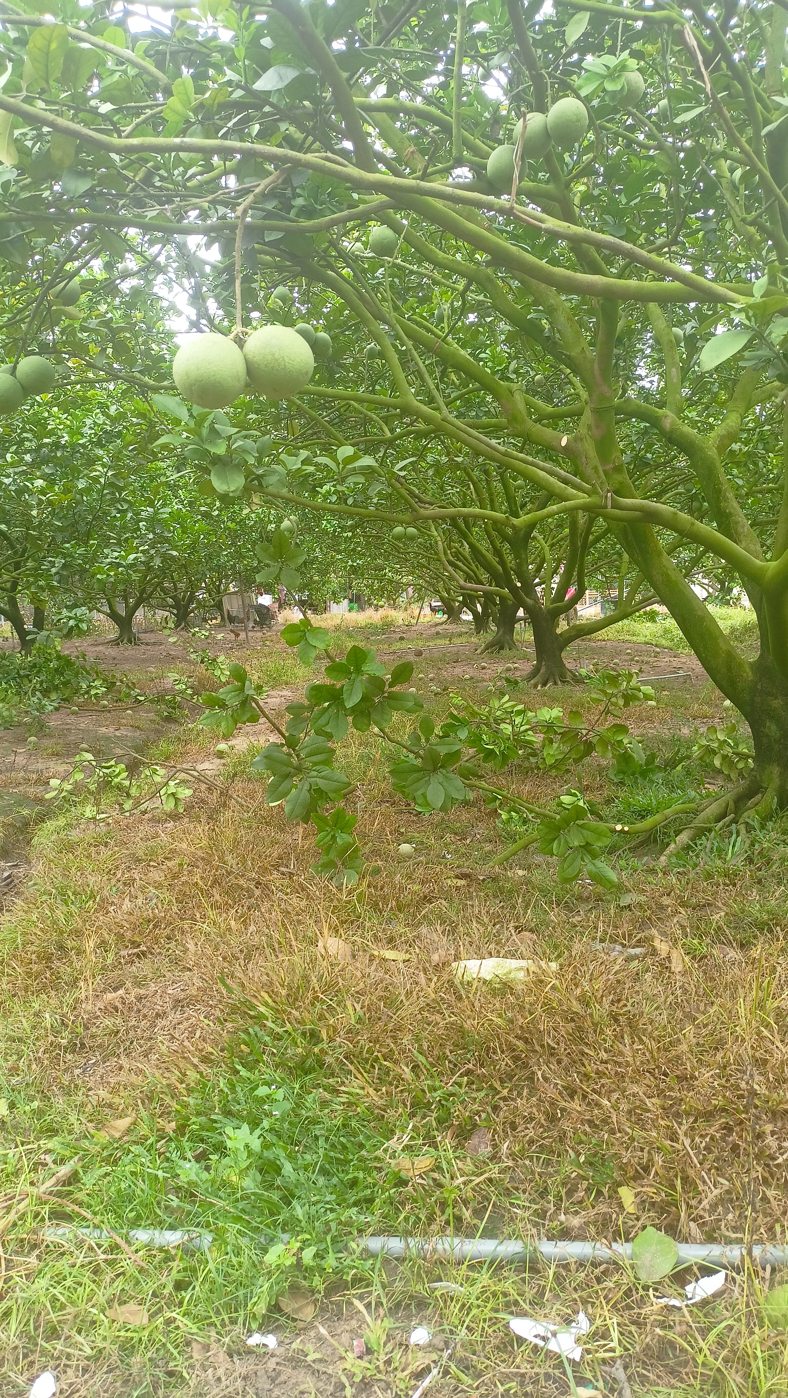 Gia đình bán gấp lô Bàu Bàng 1500m, Mặt tiền đường nhựa 8m, Đối diện trọ và kiot. Bỏ ra  910tr là sở hữu!