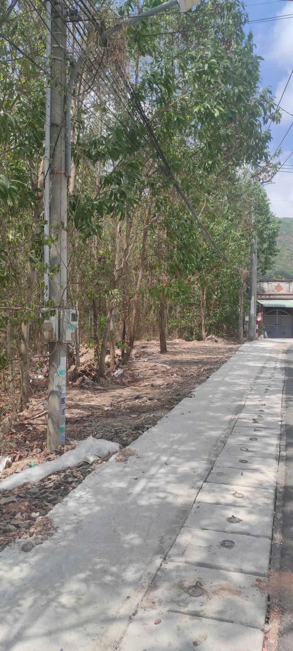 đất trồng cây lâu năm , diện tích lớn , quy hoạch ra mặt Trần Hưng Đạo