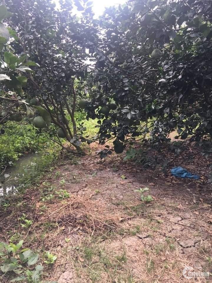 CHỦ CẮT LỖ LÔ 1.500M². XÂY XƯỞNG KHO BÃI CỰC KỲ HỢP LÝ. ĐƯỜNG NHỰA XE Ô  VÀO DỄ. CÁCH QL13 CHỈ 1,5KM. TRỪ VĂN THỐ - TP.HCM (BÀU BÀNG CŨ - BÌNH DƯƠNG)
