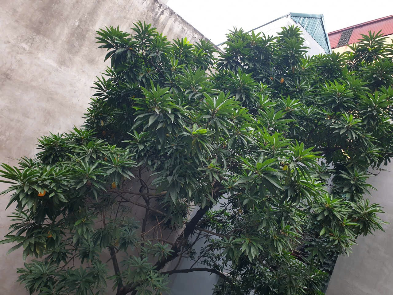 Cho Thuê Nhà Xã Đàn 50M² 2 Tầng 2 Ngủ - Nội Thất Cơ Bản/ Giá Thuê 12tr/th