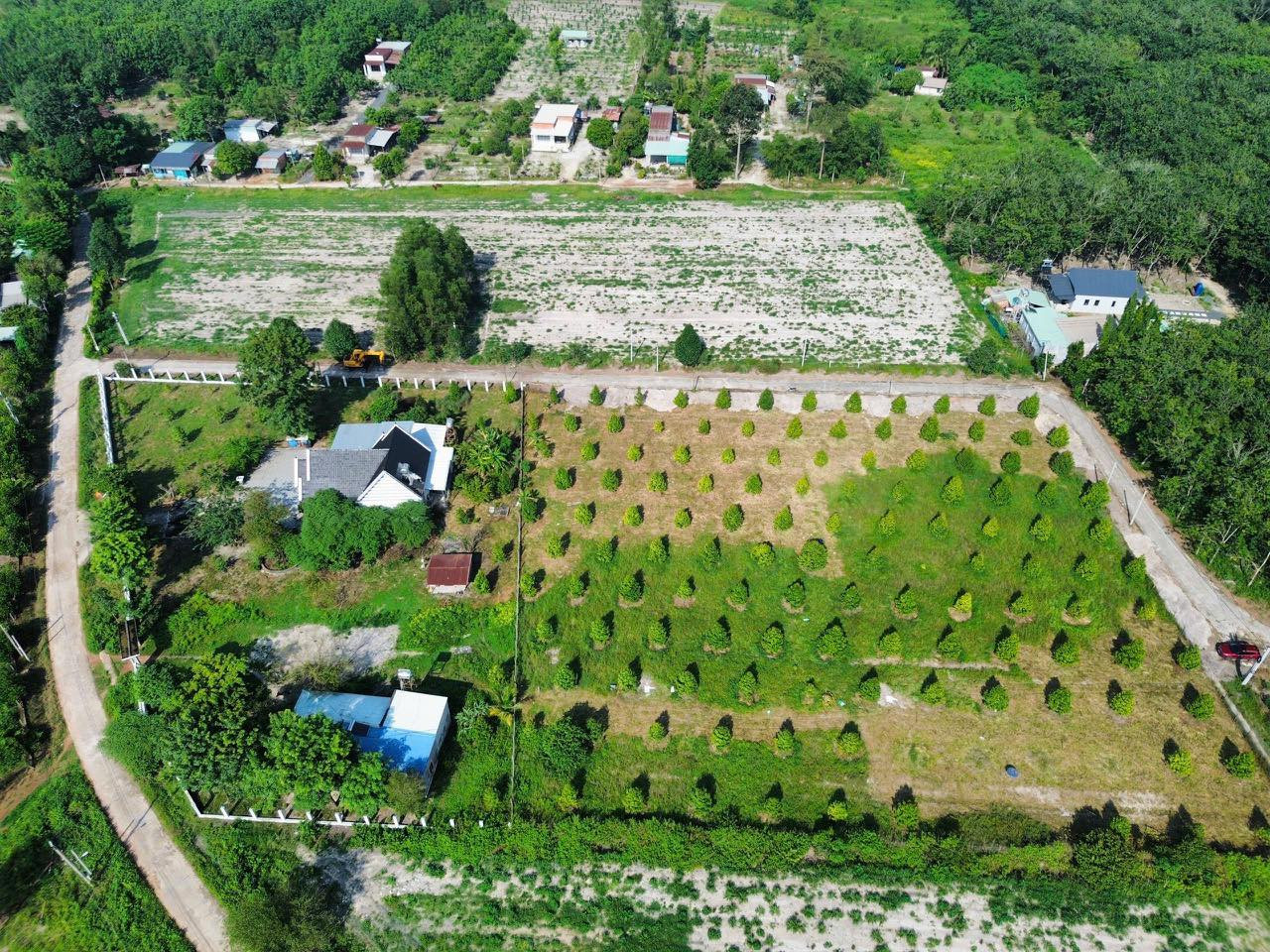 Vườn Sầu riêng Đồng Phú, gần Tp Đồng Xoài