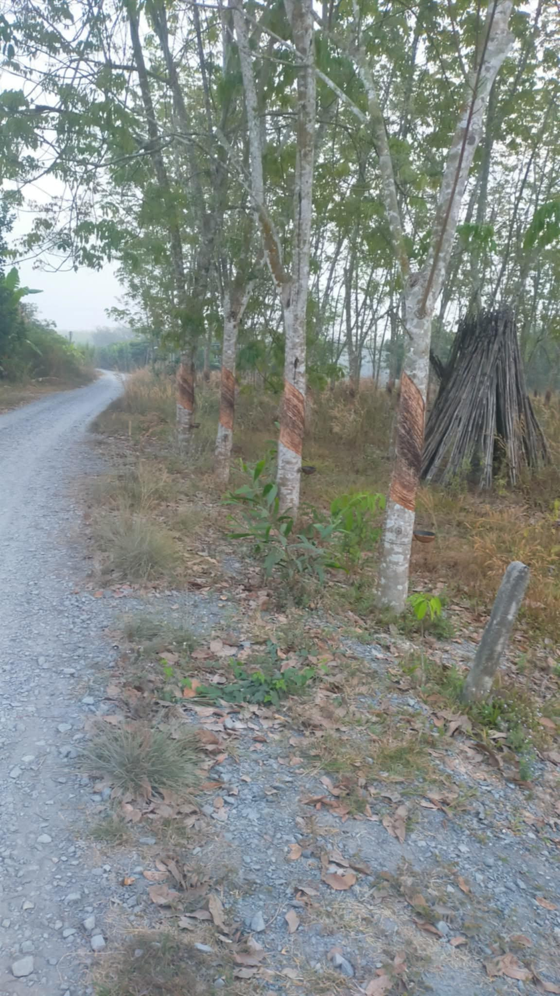 Chính chủ bán đất vườn 1.974m² – Lộc Ninh, Dương Minh Châu, Tây Ninh