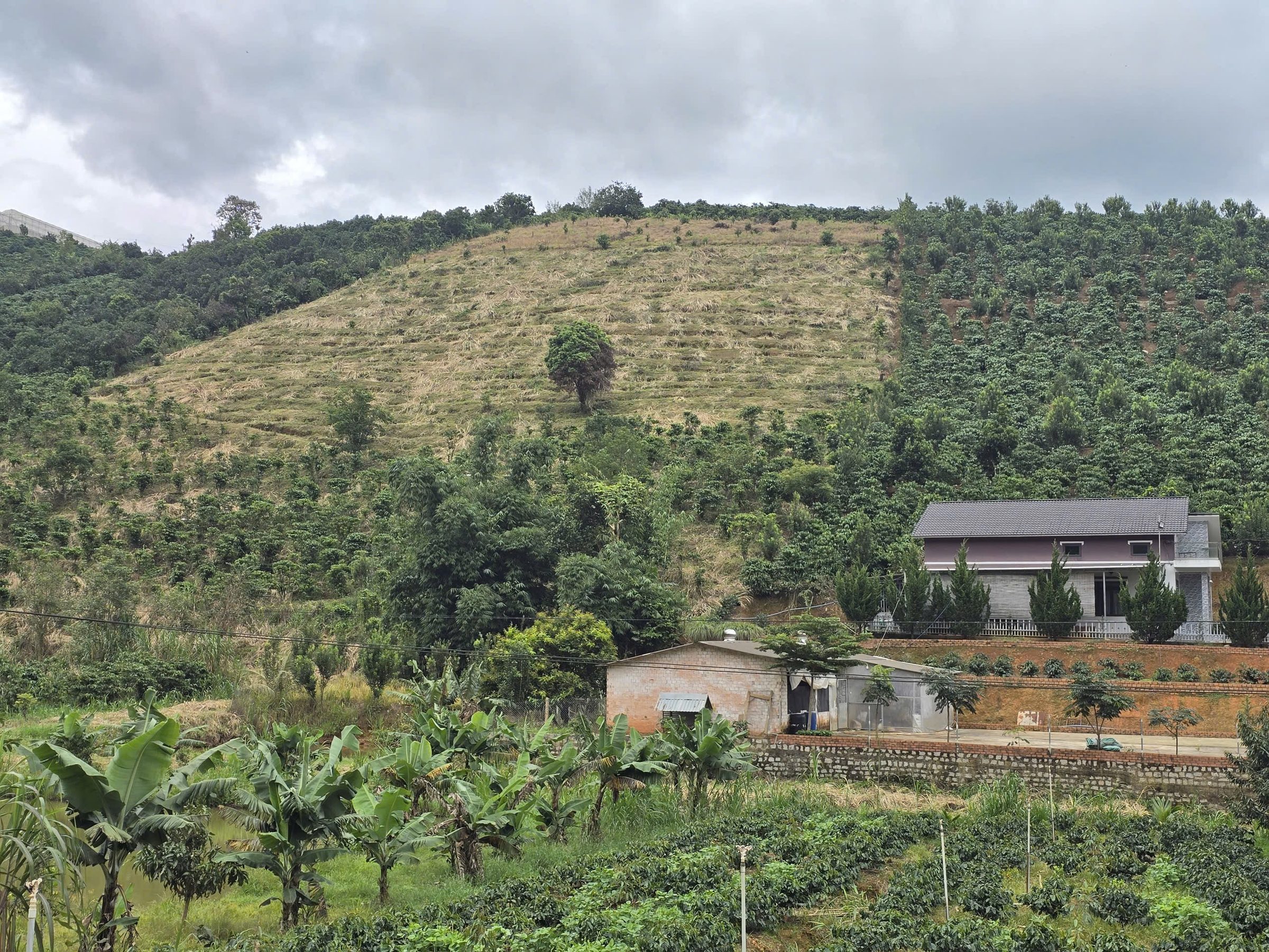 Farm lâm hà