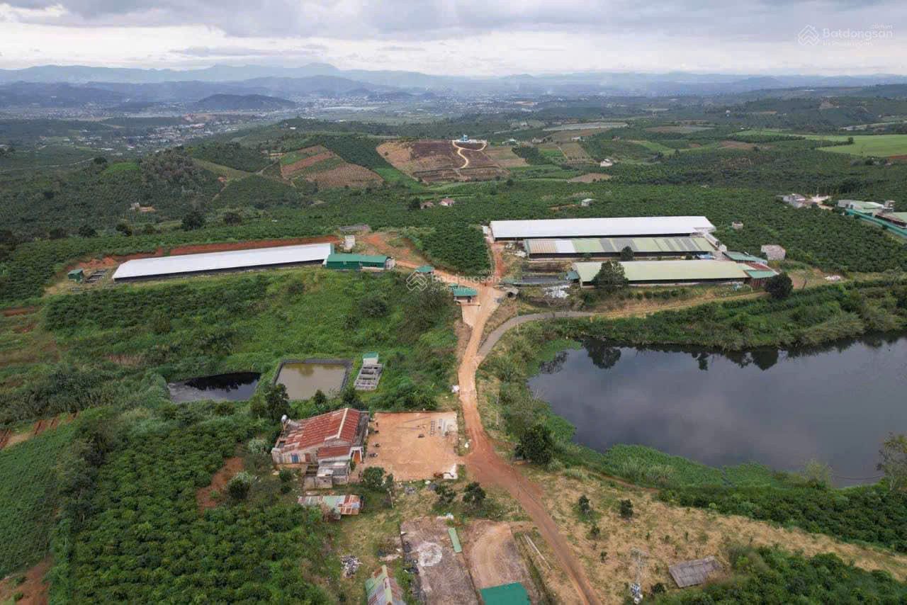 Cần bán vườn cà phê + trại chăn nuôi - Tổng 9 ha - Xã Phúc Thọ, huyện Lâm Hà, tỉnh Lâm Đồng
