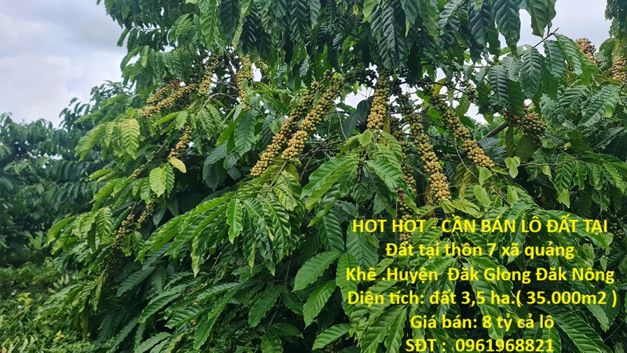 HOT HOT - CẦN BÁN LÔ ĐẤT TẠI  Đất tại thôn 7 xã quảng Khê .Huyện  Đăk Glong Đăk Nông