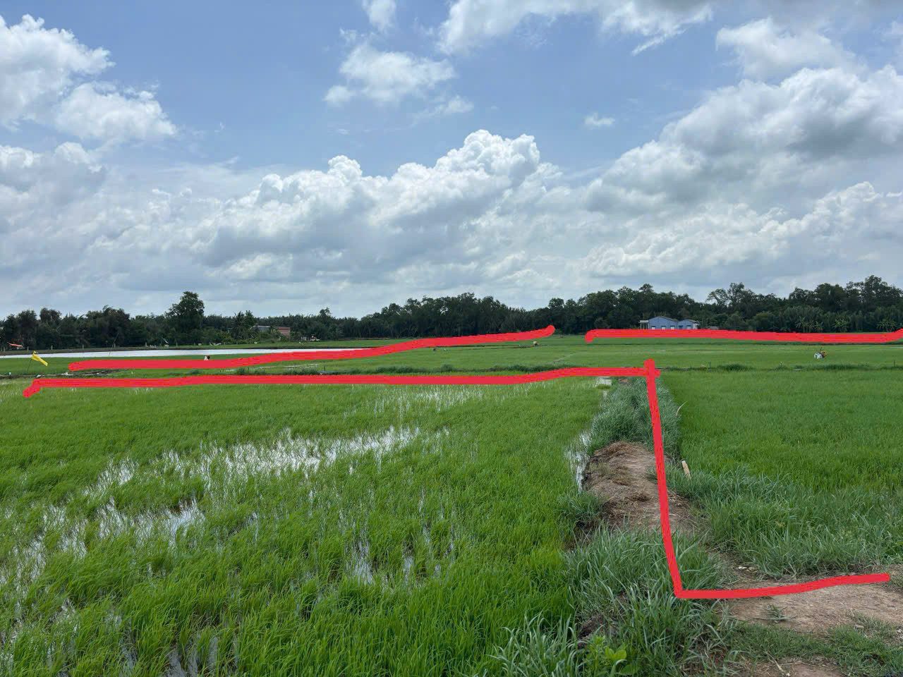 Cần Bán 3 miếng đất ruộng  liền kề ven sông tại ấp 3, xã Tân Phước Tây, huyện Tân Trụ, Long An.