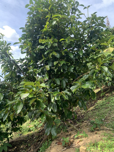 Bán  đất thổ cư 2006m² tại, Phường B'lao, Thành phố Bảo Lộc, Lâm Đồng giá 8 tỷ