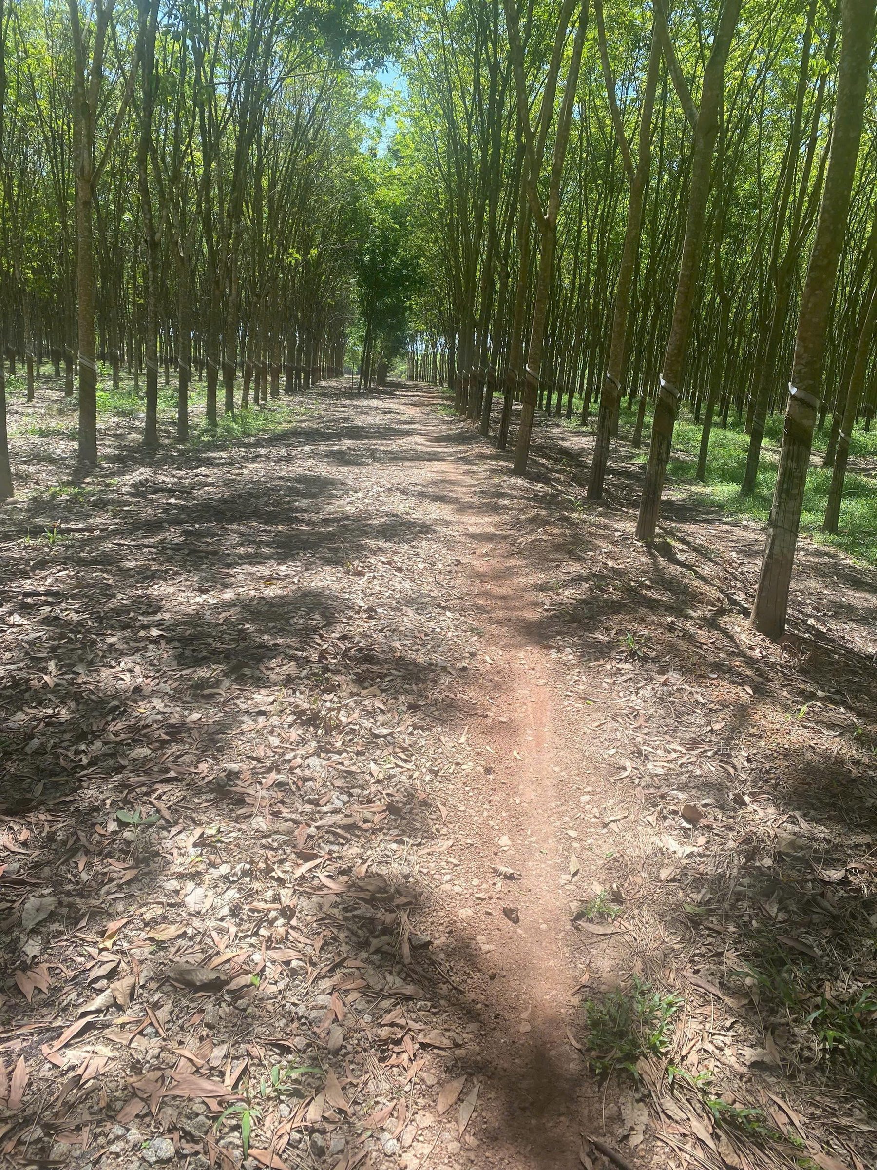 Bán đất 19000m² ngang 100m giá 14.5 tỷ tại Phường Bình Cơ