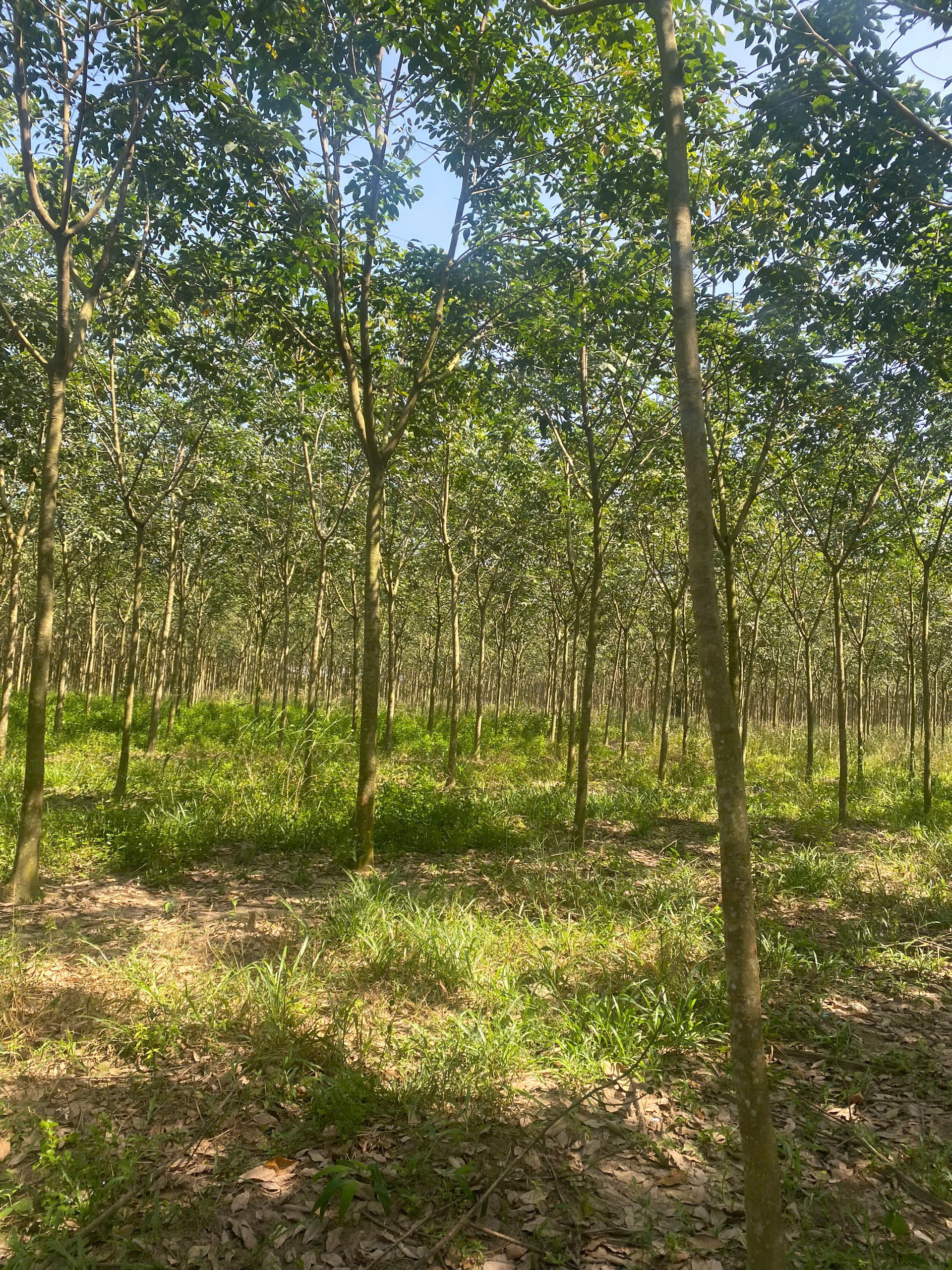 Bán đất 11372m² giá 8.5 tỷ tại Phường Bình Cơ