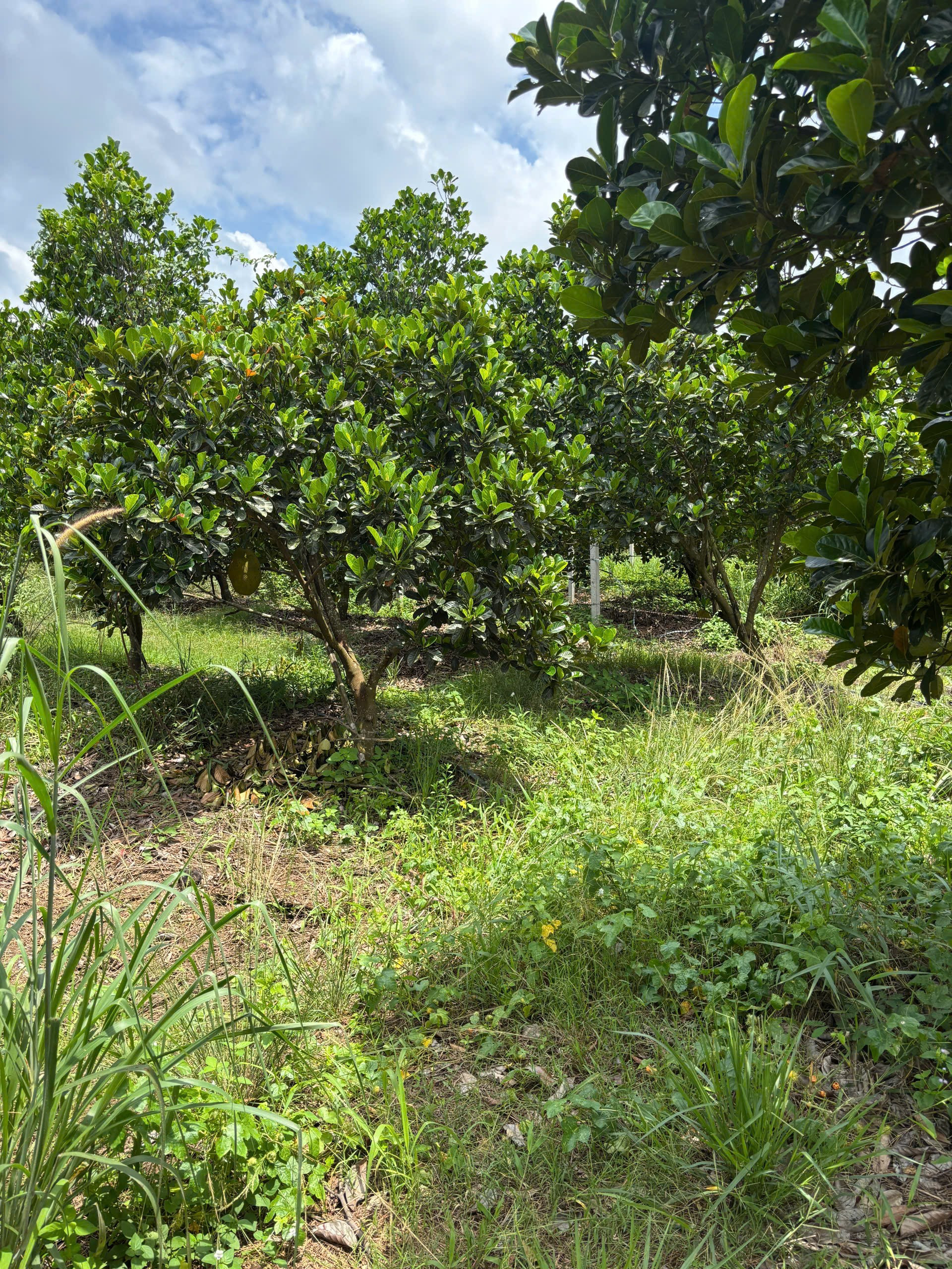 Bán Đất 500m² thổ cư 100m² giá 800 triệu tại Phường Chánh Phú Hòa TP. Hồ Chí Minh
